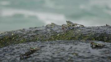 krabben op de rots op het strand, rollende golven, close-up video