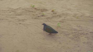 pombo nicobar no início da manhã na ilha de koh miang, parque nacional das ilhas similan video