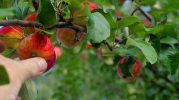 en hand plockar ett rött äpple från ett träd, närbild video