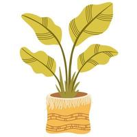 planta de interior en maceta. planta de interior de follaje que crece en maceta. decoración de hojas verdes para el interior del hogar. decoración interior natural. dibujar a mano ilustración vectorial aislado sobre fondo blanco vector