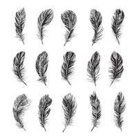 Feathers set. Hand drawn sketch illustrations. vector