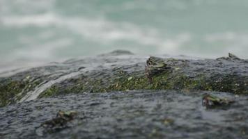 krabben op de rots op het strand, rollende golven, close-up video