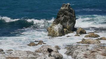 Fur seal and strong wave hit the rock formation at Kaikoura, South Island video