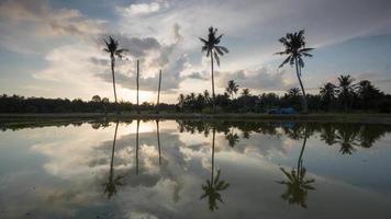 time lapse 5 cocotiers en rouleau pendant le coucher du soleil. video