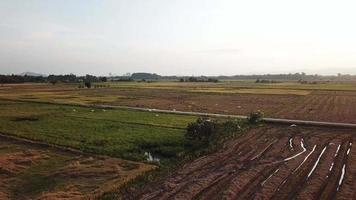 Flock of egret birds in flight over paddy field at Kubang Semang, Penang. video