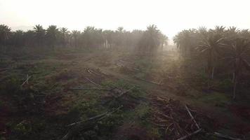 Fly over the dead oil palm trees being chopped down at Malaysia, Southeast Asia. video