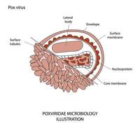 pancarta médica del brote de células del virus de la viruela del mono. células del virus de la viruela del mono sobre fondo blanco de ciencia. Antecedentes vectoriales microbiológicos de la viruela del mono. vector