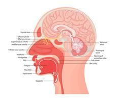 ilustración de la anatomía de la laringe humana y la faringe interna, de cerca. vector