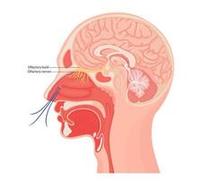 Anatomical illustration of the olfactory nerve. Medical flat vector illustration for clinic or education.