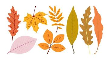 Vector set of autumn leaves. Vector illustration.