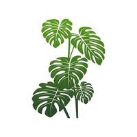 The leaves of the Monstera Deliciosa plant from tropical forests with an isolated white background. vector