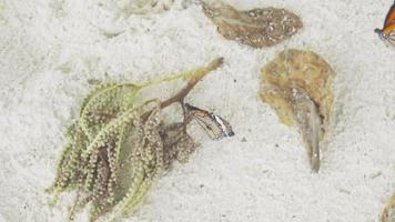 mariposa monarca danaus plexippus alimentación de cerca, cámara lenta video