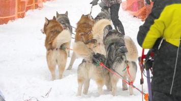 Husky-Schlittenhunde vor Wettkämpfen bei Rennen auf Schlitten, Zeitlupe video