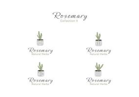 The collection of rosemary tiny tree in a clay pot vector