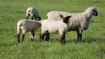 agnello al pascolo mangia erba e guarda la telecamera. video