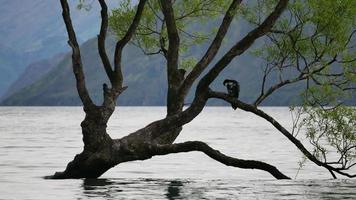 um pássaro descansa na árvore wanaka. video