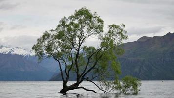 albero di wanaka durante la primavera. video