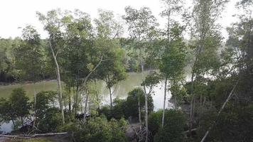 Aufsteigende grüne Mangrovenbäume aus der Luft. video