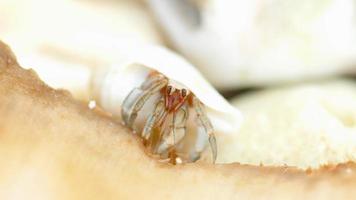 Tiny Hermit crab eating melon on the beach, close up footage, Thailand, Similan Islands video
