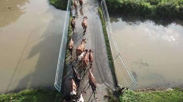 vista aérea as vacas caminham sobre a ponte no início da manhã. video