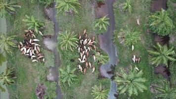 Aerial view cows in herd at Nibong Tebal, Penang, Malaysia.. video