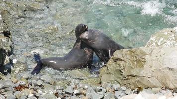 Fighting fur seals at Kaikoura, South Island, New Zealand video