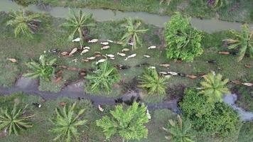 Top view cows move in same way. video