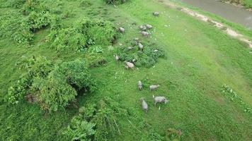 manada de búfalos vive junto con garcillas bueyeras en el campo verde video