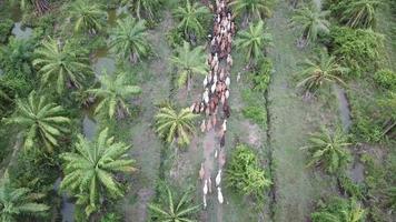 Aerial view group of cows walk together at Nibong Tebal, Penang, Malaysia.. video