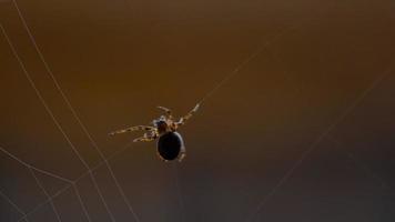 Spider Garden spider  Araneus  weaves a web video