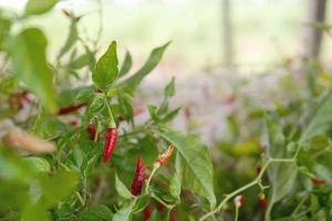 Close up guinea-pepper and green leaf photo