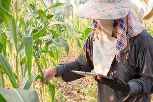 A farmer checking growth of corn and using technology photo