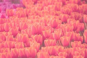 tulipanes en el jardín con frescura para los fondos foto