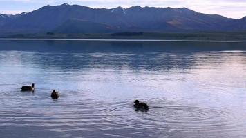trois canards colverts nagent dans le lac tekapo avec reflet de la lumière du soleil video