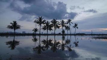 tramonto timelapse di alberi di cocco video