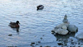 Mallard duck swim besides the zen stone at Lake Tekapo video