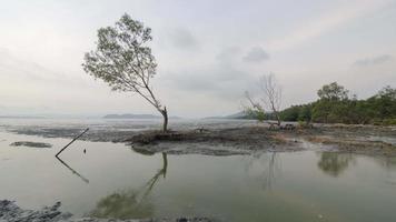 timelapse 4k de la hora del atardecer en la costa del árbol de mangle de reflexión video