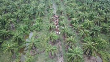 grupo de vacas permanecen juntas en plantaciones de palma aceitera. video