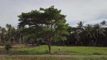 gravata de vaca solitária com corda ao lado de uma árvore com coqueiros como pano de fundo. video