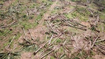 Oil palm cleared for replanting at Malaysia, Southeast Asia. video