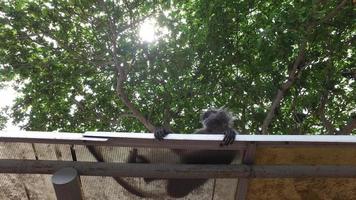 macaco chumbo prateado deitar no topo do telhado em kuala selangor.