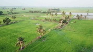 Aerial view of green paddy field on east asia during evening. video