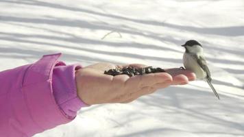 meesvogel in de hand van vrouwen eet zaden, winter, slow motion video