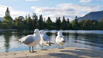 Seagull walk on pier at Lake Wakatipu, Queenstown,South Island video