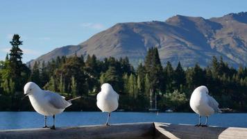 gaviota duerme con una pierna video