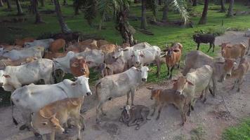 las vacas panoramizadoras descansan en una plantación de palma aceitera en malasia, sudeste de asia. video