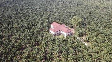 Aerial 99 door mansion surrounded by oil palm trees in morning. video