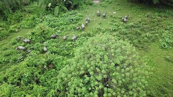 vue aérienne troupeau de buffles et d'aigrettes à pied dans le champ vert. video