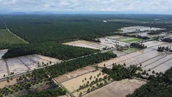 Aerial view water paddy field season beside oil palm video