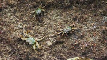 Crabs on the rock at the beach, rolling waves, close up video